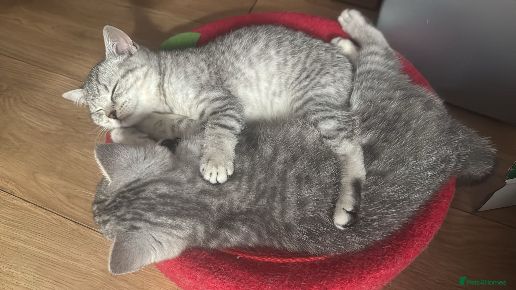 British Shorthair cats *Ready to leave next week* BSH silver Kittens - Advert 2