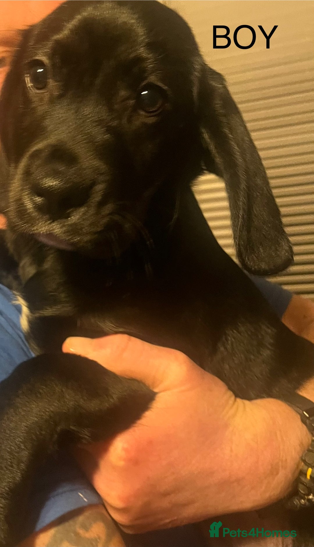 Mixed Breed dogs for sale: 5 Cavador puppies  - Advert 5