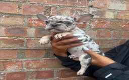 French Bulldog dogs for sale: *REDUCED* Beautiful male  French bulldog puppy  - Image 11