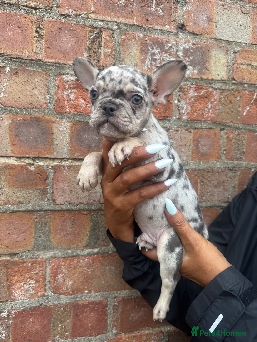 French Bulldog dogs for sale: *REDUCED* Beautiful male  French bulldog puppy  - Image 11