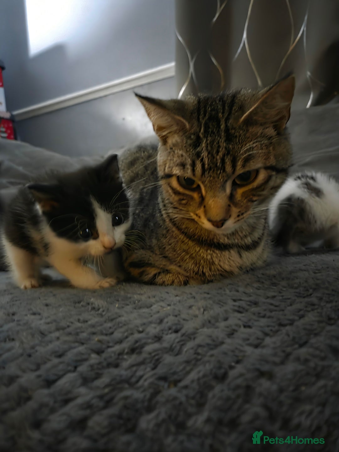 Mixed Breed cats for sale: 3 male cats available  - Advert 3