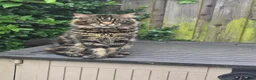 Maine Coon cats for sale: XL stunning maine coon kittens - Advert 15