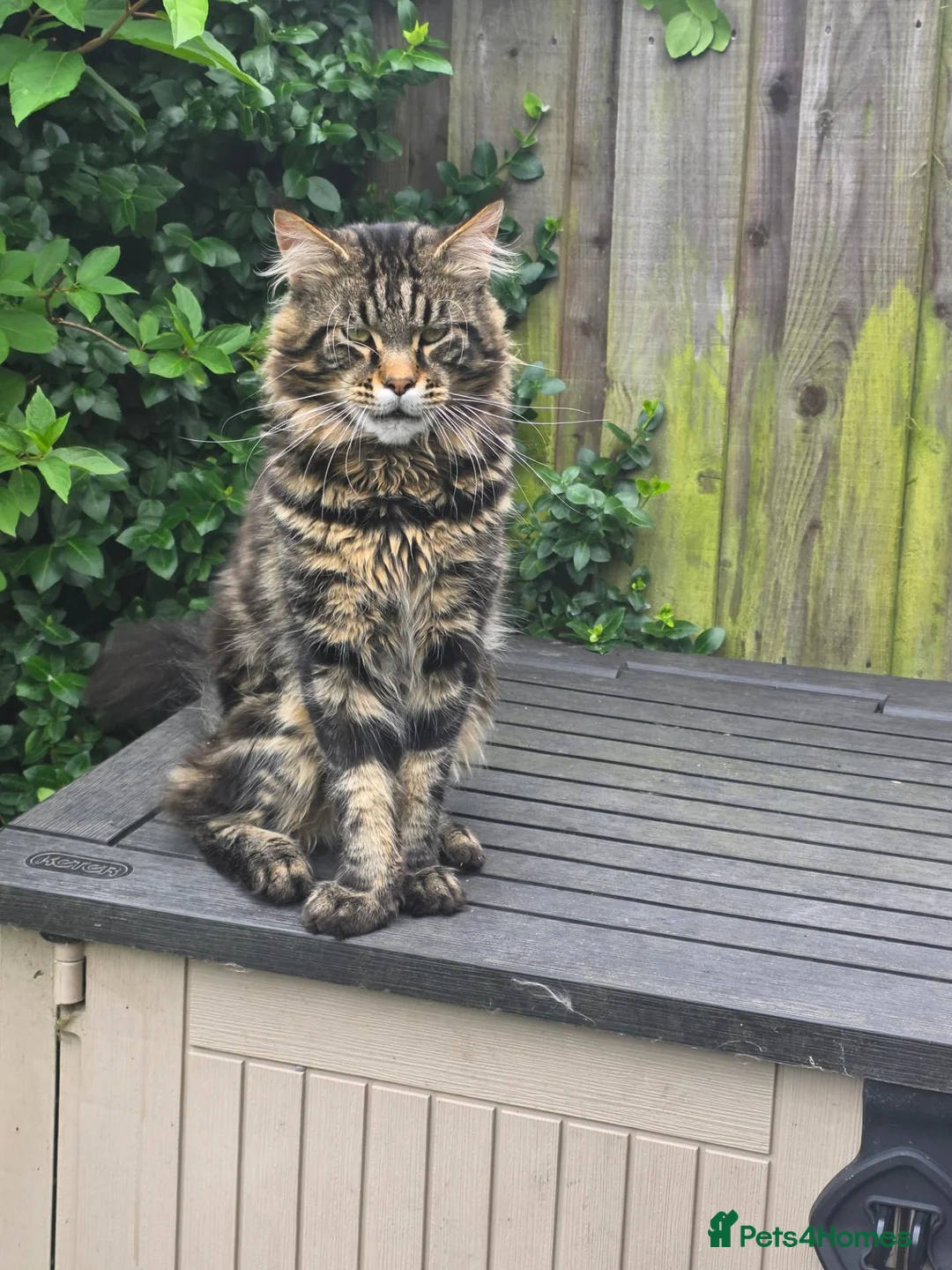 Maine Coon cats for sale: XL stunning maine coon kittens - Advert 15