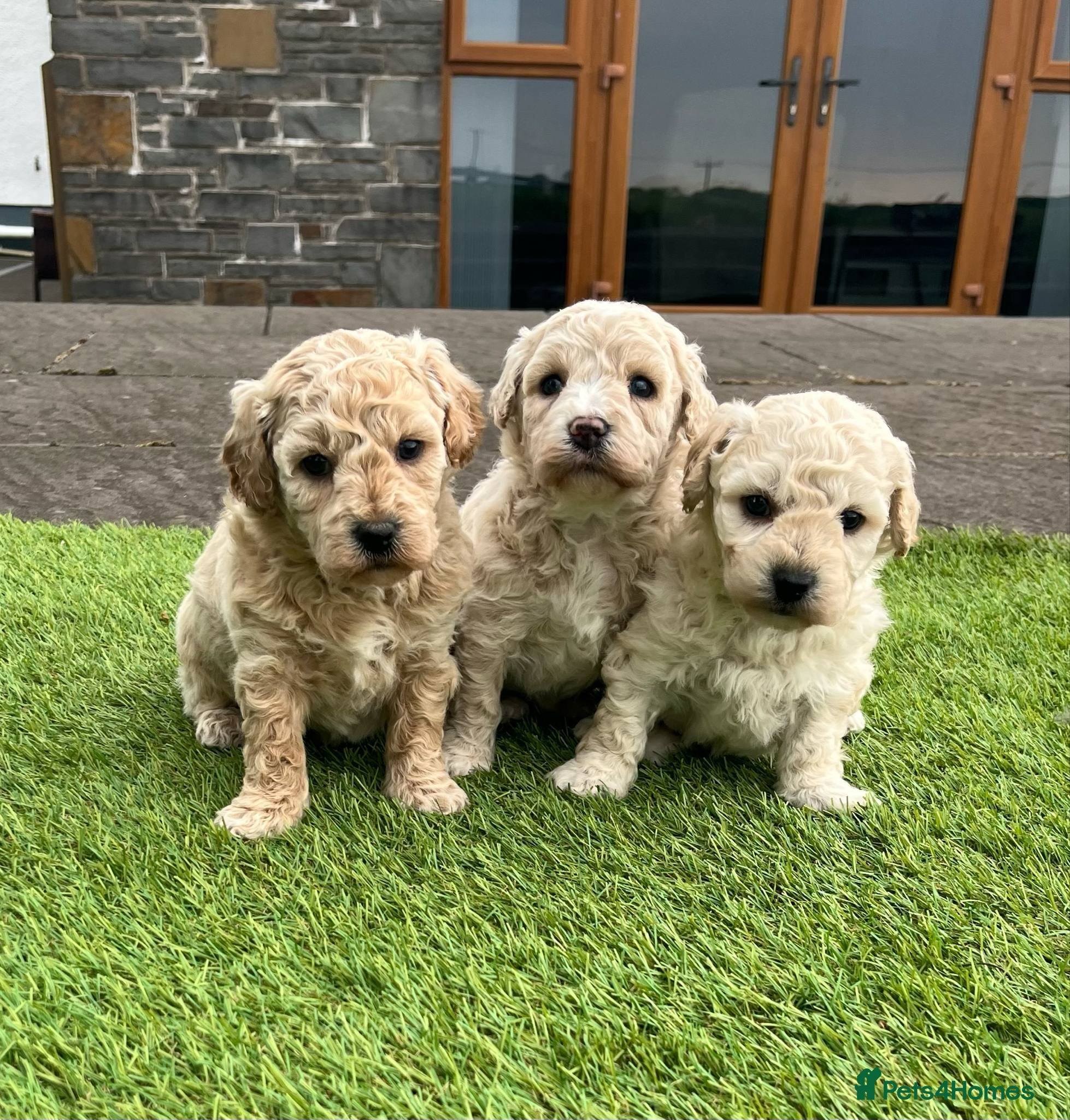 Poochon dogs for sale: Poochon Puppies F1  - Advert 1