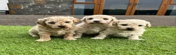 Poochon dogs for sale: Poochon Puppies F1  in Kidwelly - Advert 1