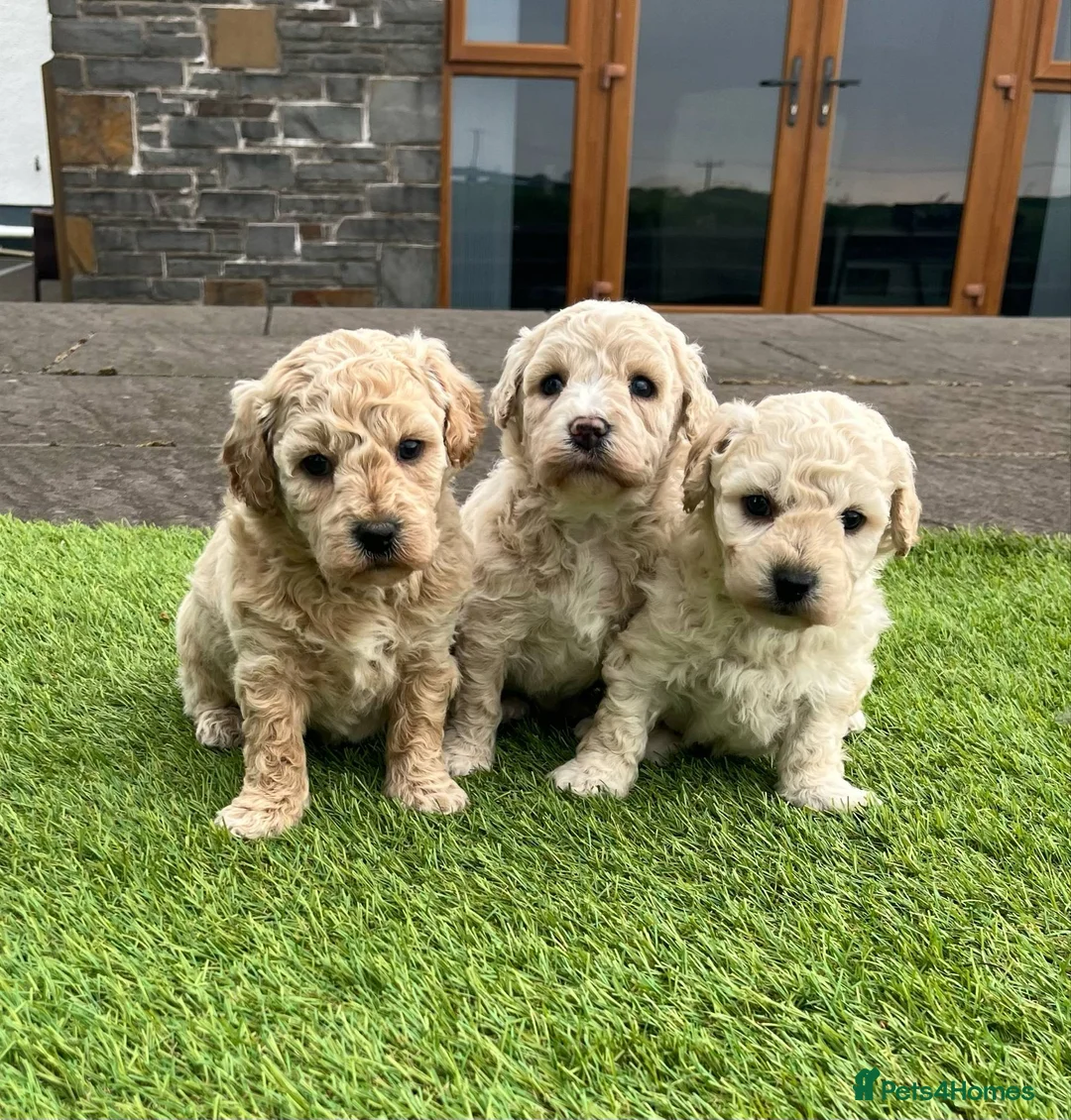 Poochon dogs for sale: Poochon Puppies F1  in Kidwelly - Advert 1