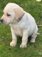 Labrador Retriever dogs - Advert 15