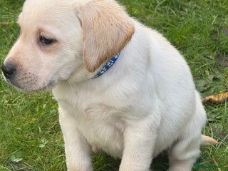 Labrador Retriever dogs - Advert 24