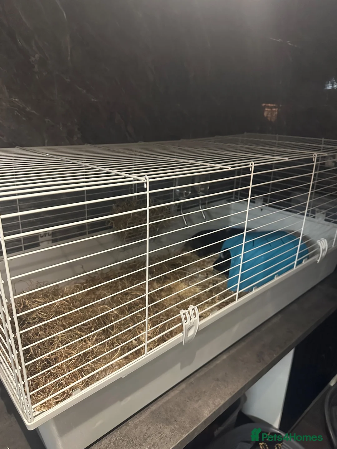 Guinea Pig rodents for sale: 2 Male Guinea Pigs & Cage + Outdoor Run Pen  - Advert 5