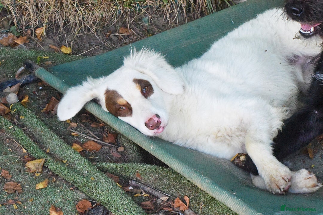 English Setter dogs for adoption: Pumuki  - Image 4