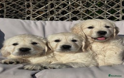 Golden Retriever dogs for sale: Champion line cream golden retriever puppies - Image 4