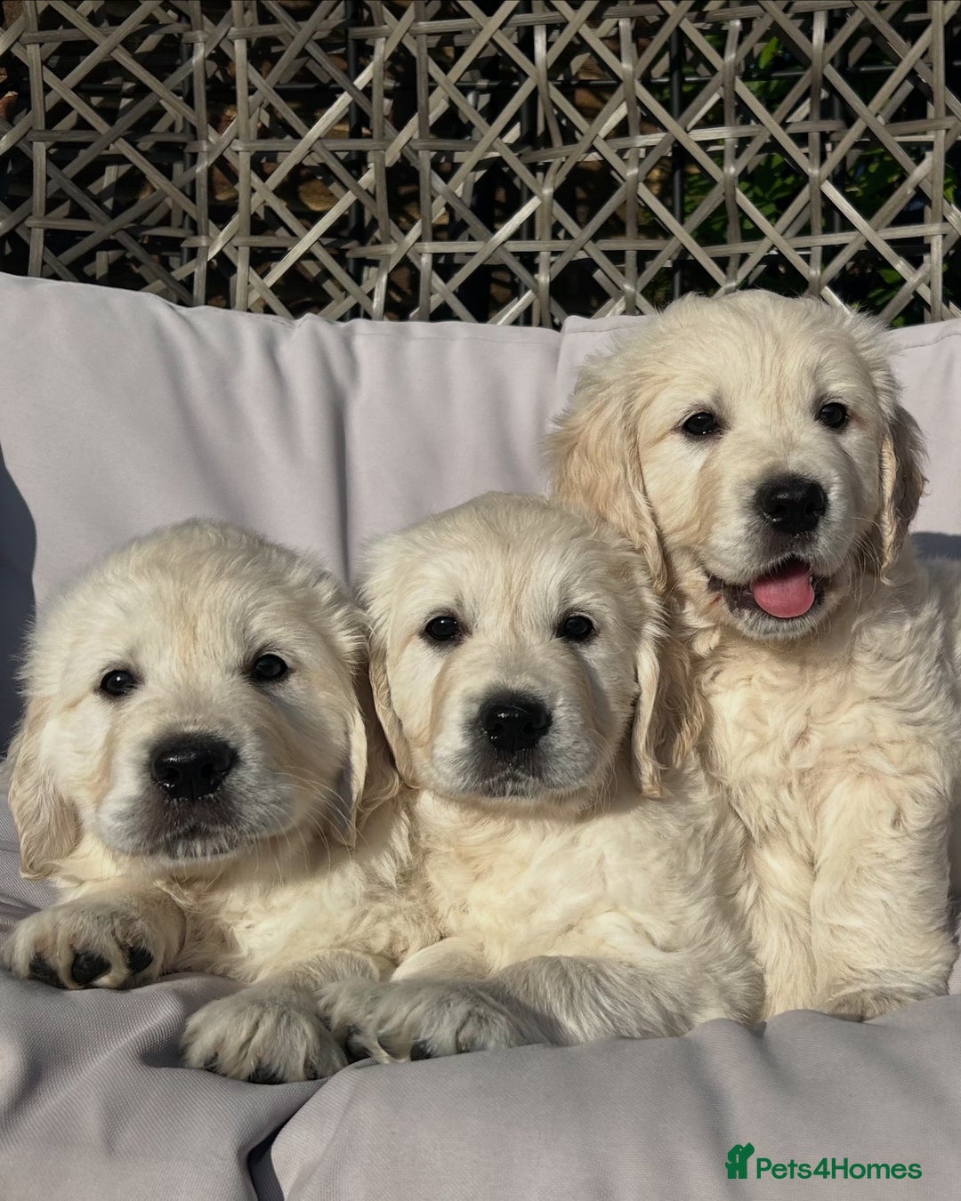 Golden Retriever dogs for sale: Champion line cream golden retriever puppies - Image 4