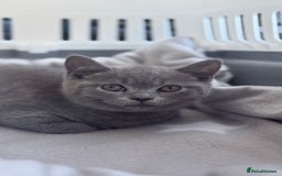 British Shorthair cats for sale: British Shorthair Male Kitten Grey - Image 11