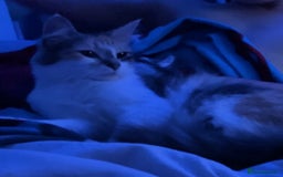 Mixed Breed cats for sale: Kitten for sale  - Image 3