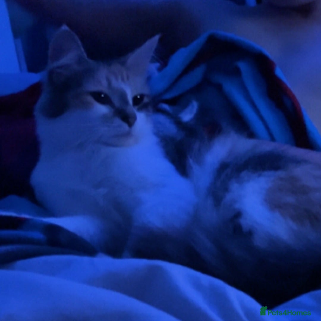 Mixed Breed cats for sale: Kitten for sale  - Image 3