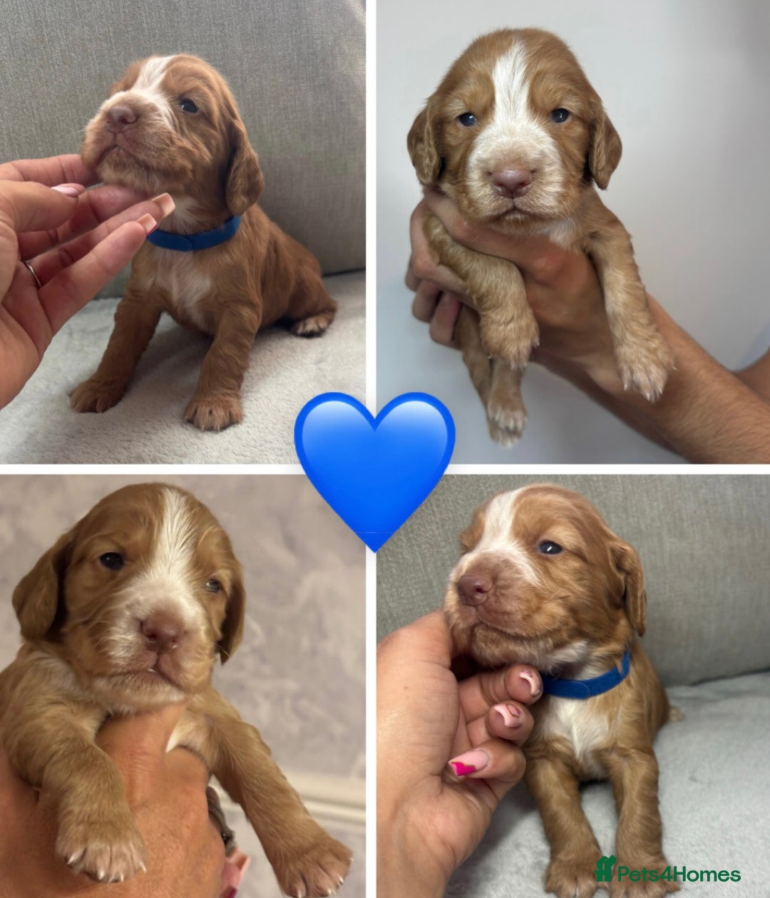 Cocker Spaniel dogs for sale: Cocker Spaniel Pups - Image 4