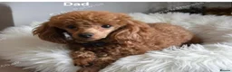 Sproodle dogs for sale: Sproodle puppies in Hull - Advert 2
