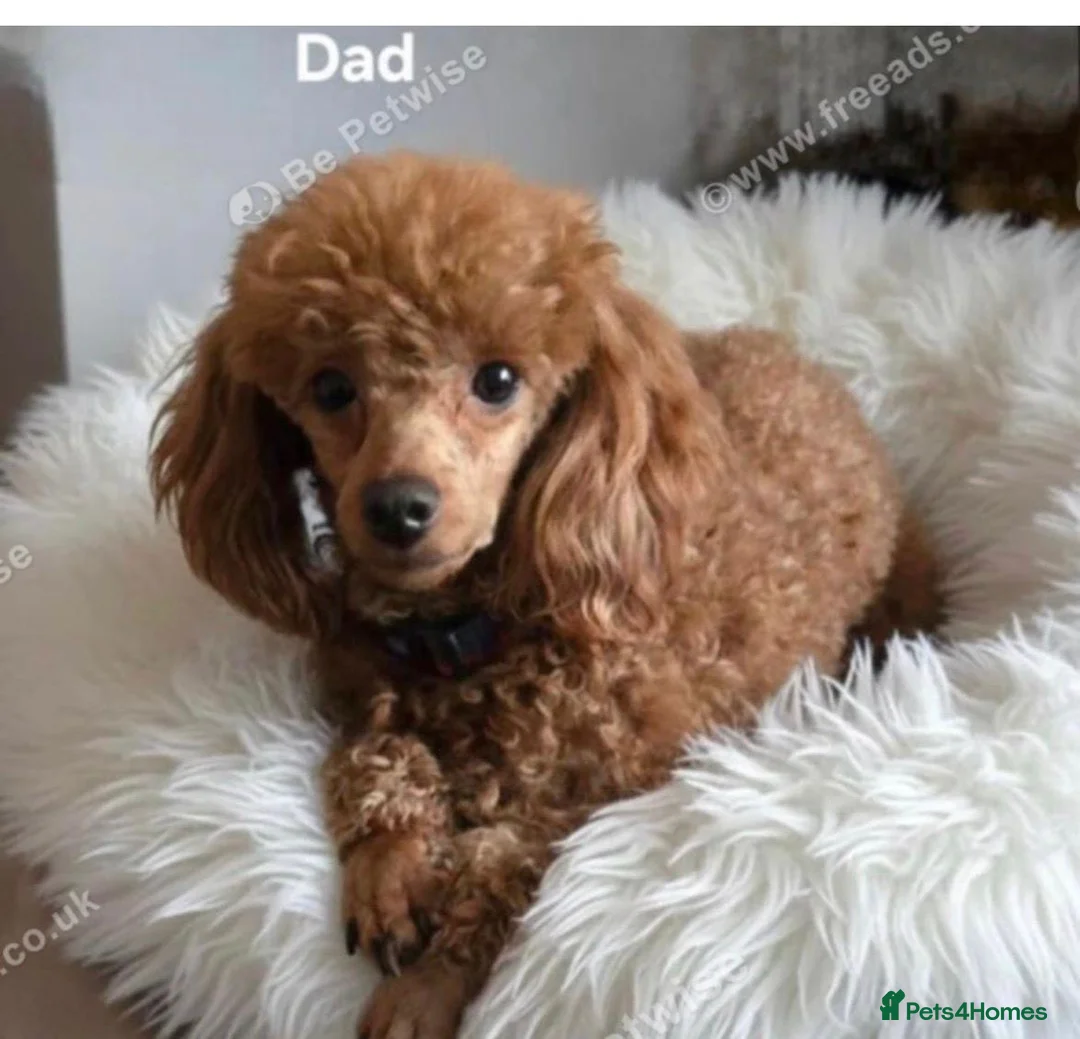Sproodle dogs for sale: Sproodle puppies in Hull - Advert 2