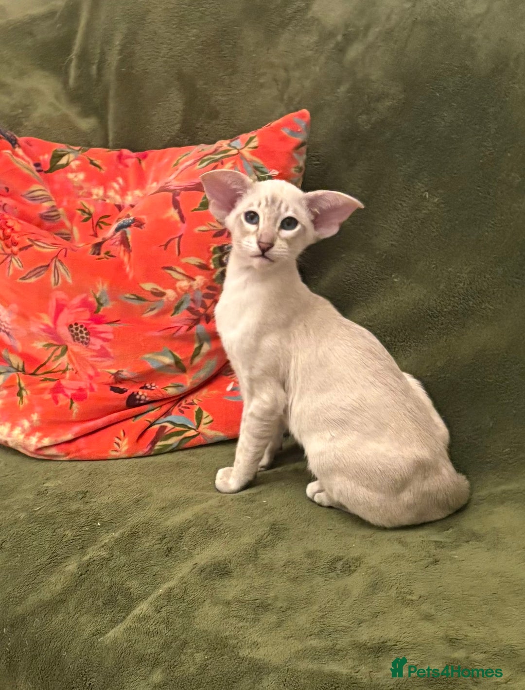 Oriental cats for sale: Chocolate Tabby male - Advert 1