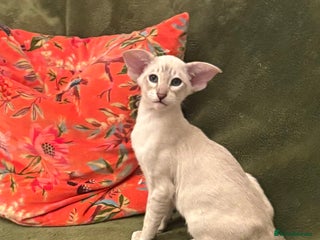 Oriental cats Chocolate Tabby male - Advert 2