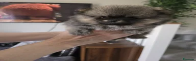 Pomeranian Puppy 3