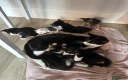 British Shorthair cats for sale: mixed tabby, black and white kittens  - Image 35