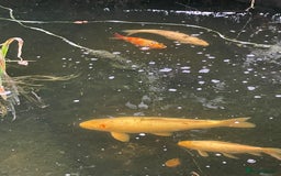 Koi Carp fish for sale: Koi Carp for Sale (rehoming due to baby and dog)  - Image 8