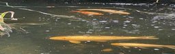 Koi Carp fish for sale: Koi Carp for Sale (rehoming due to baby and dog)  - Advert 8