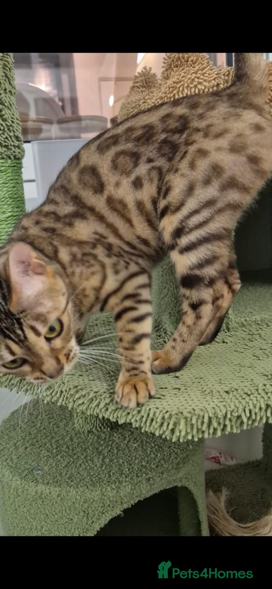 Bengal cats  female pure bengal  - Advert 6