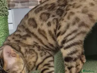 Bengal cats female pure bengal - Advert 6