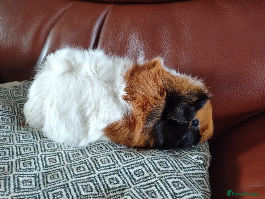 Guinea Pig rodents for sale: Herd of Guinea Pigs - Image 11