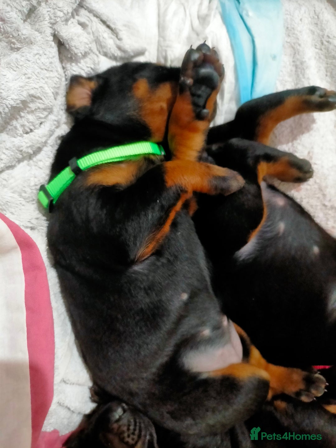 Dobermann dogs for sale: Dobermann puppies - Advert 8