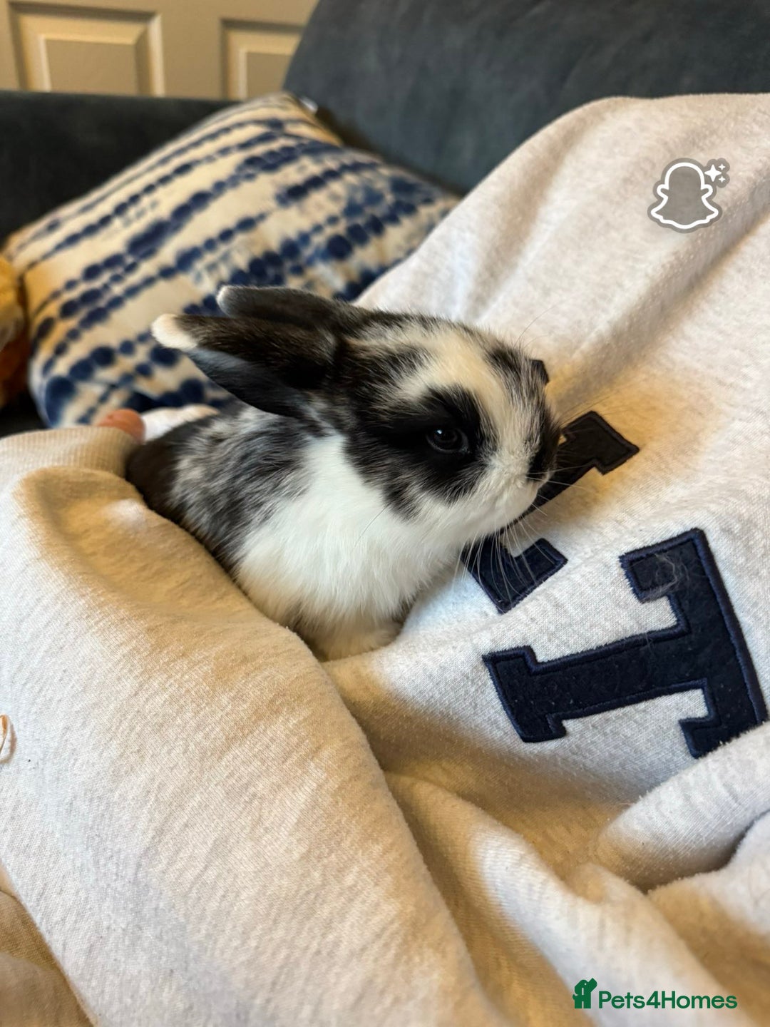 Mini Lop rabbits for sale: Gorgeous mini lop baby rabbits  - Advert 5