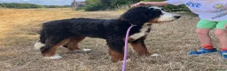 Bernedoodle dogs for sale: Adorable 6 month old Bernadoodle - Advert 1
