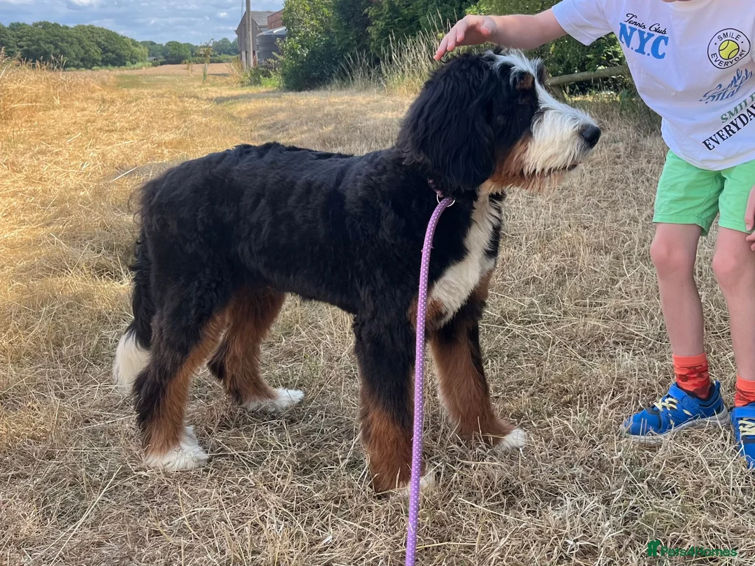 Bernedoodle dogs for sale: Adorable 6 month old Bernadoodle - Advert 1