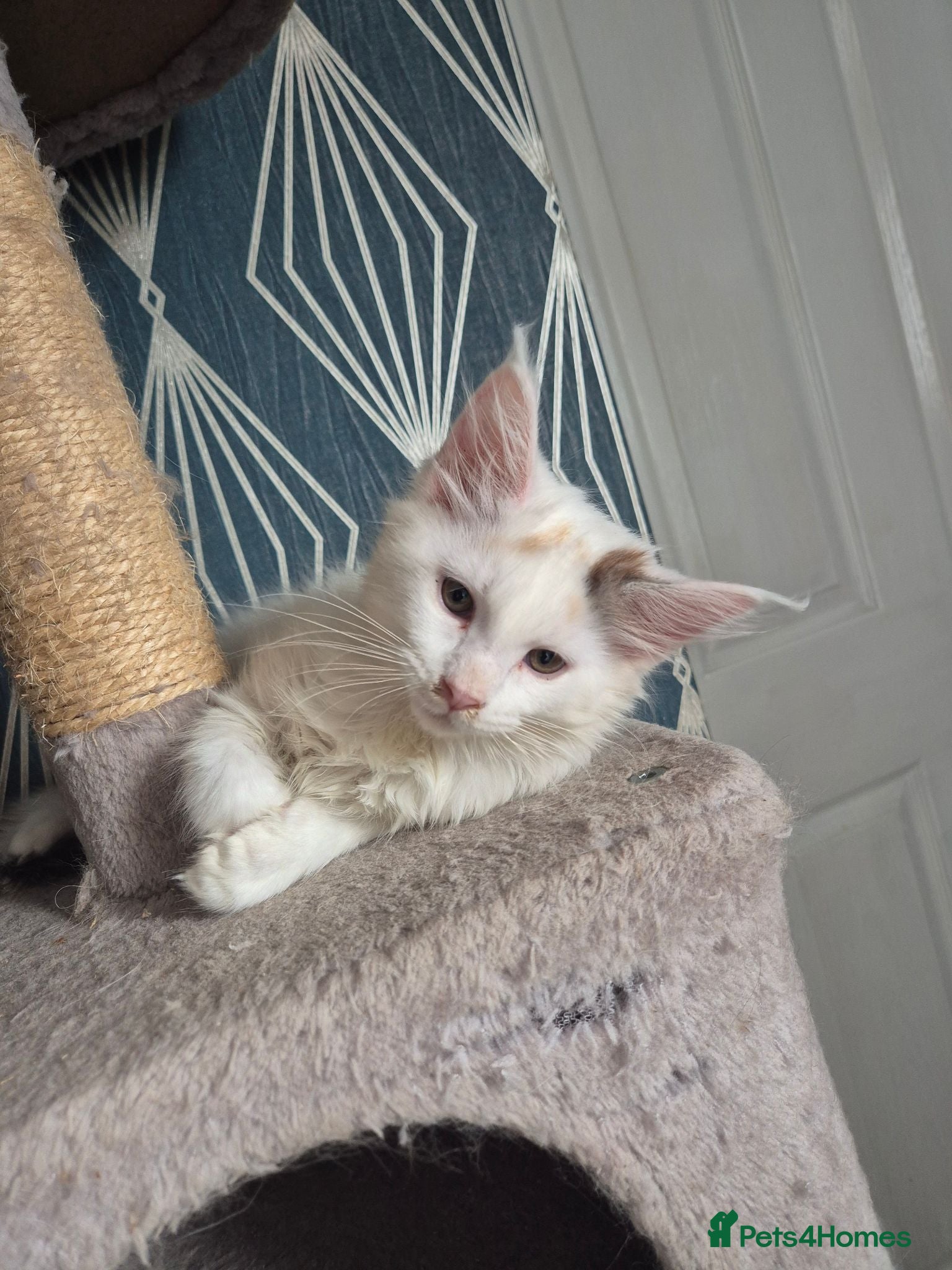 Maine Coon cats Tica Registered Kittens 1 GIRL LEFT - Advert 1
