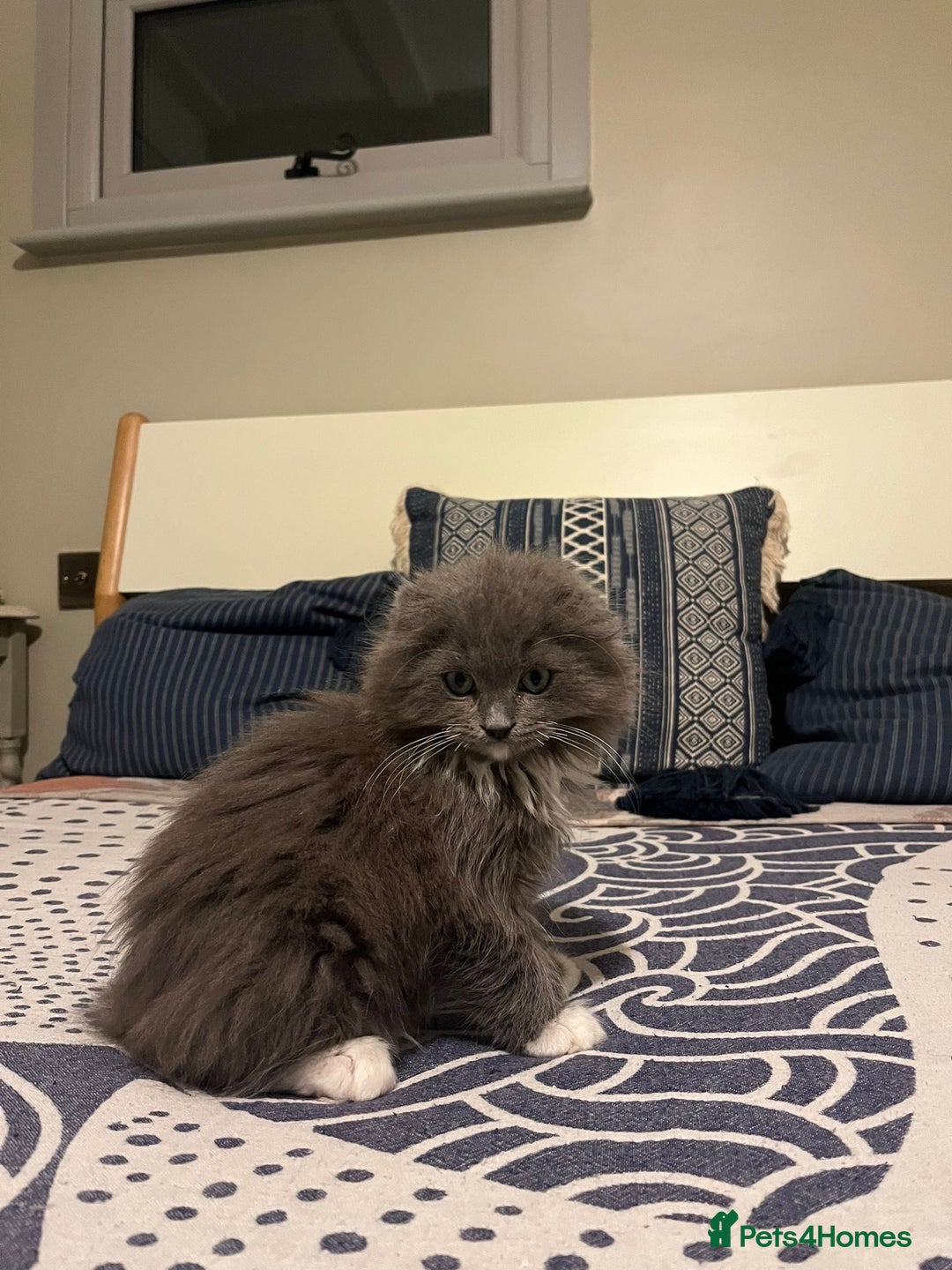 Ragdoll cats for sale: 12 weeks Ragdoll male kitten  - Advert 1