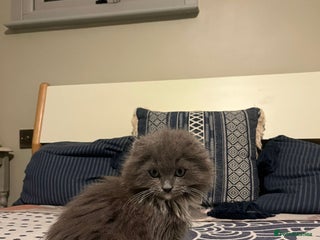 Ragdoll cats 12 weeks Ragdoll male kitten - Advert 1