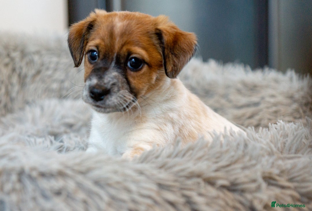 Jack Russell dogs for sale: Jack Russell puppies - Image 4