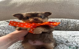 Chihuahua dogs for sale: ** Absolutely stunning small Chihuahuas ** - Image 8