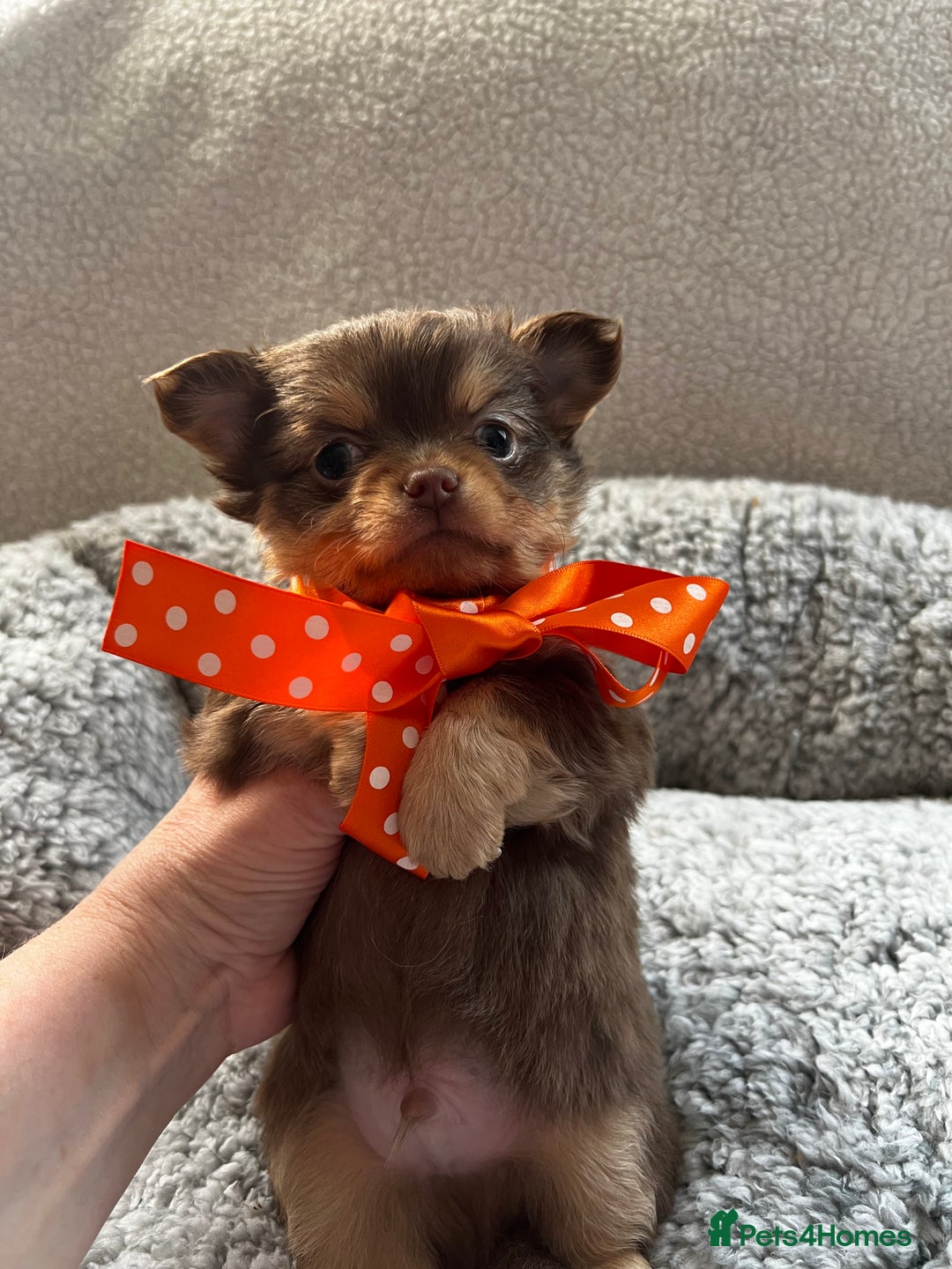 Chihuahua dogs for sale: ** Absolutely stunning small Chihuahuas ** - Image 8