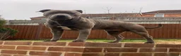Staffordshire Bull Terrier dogs for stud: Bluey’s Dream Stud dog.  - Advert 25