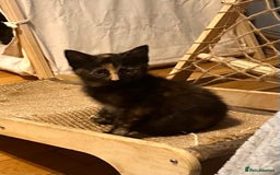 Ragdoll cats for sale: Calicox ragdolls - Image 7