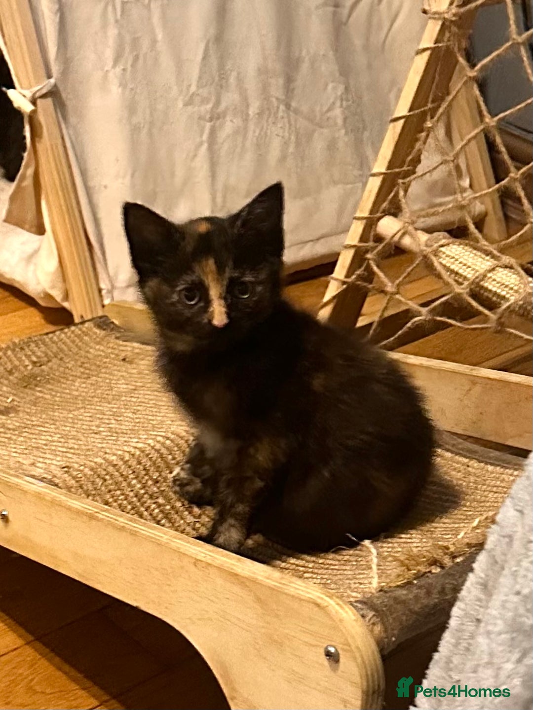 Ragdoll cats for sale: Calicox ragdolls - Image 7