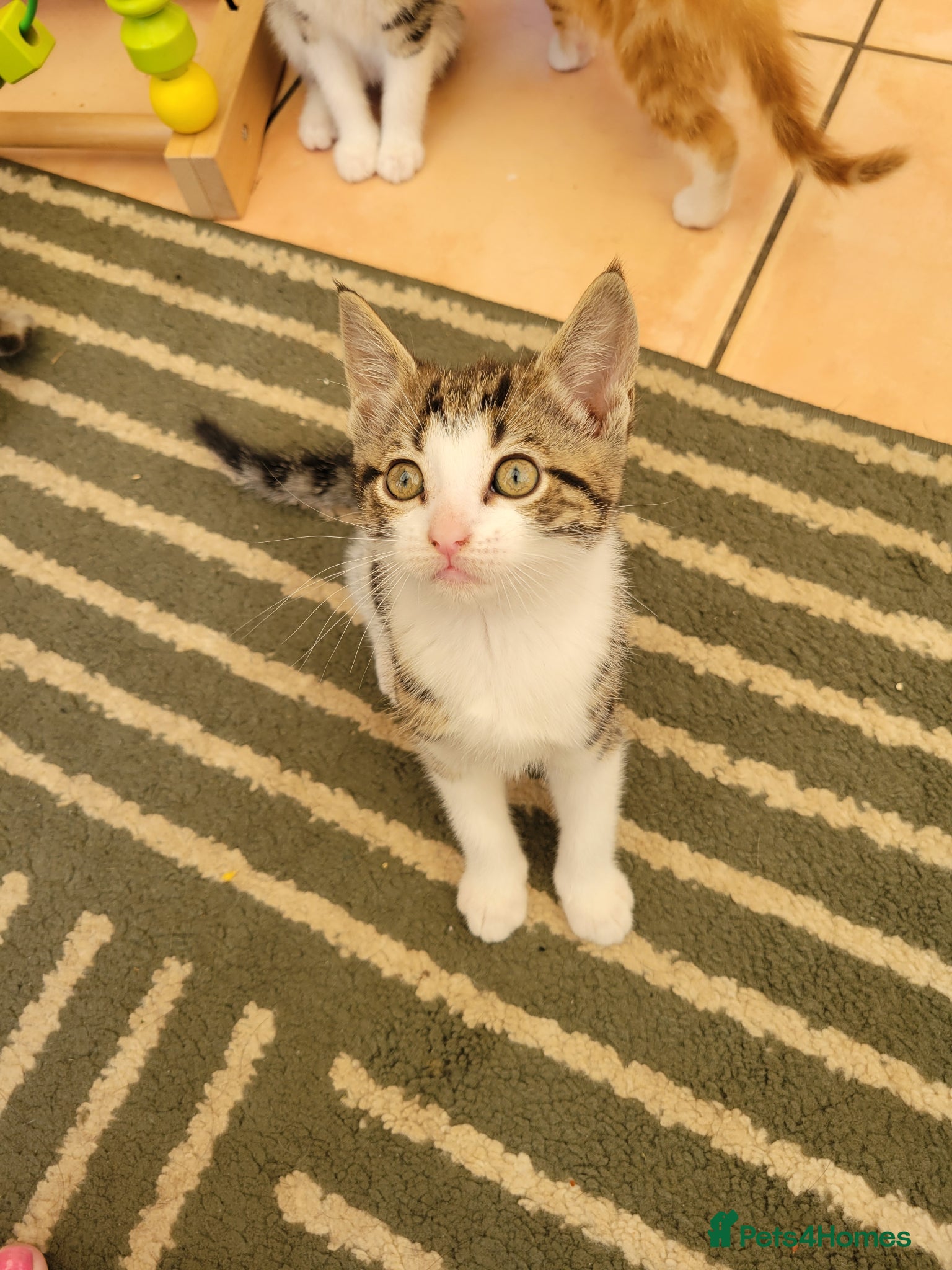 Mixed Breed cats for sale: Very cute kittens - Advert 4