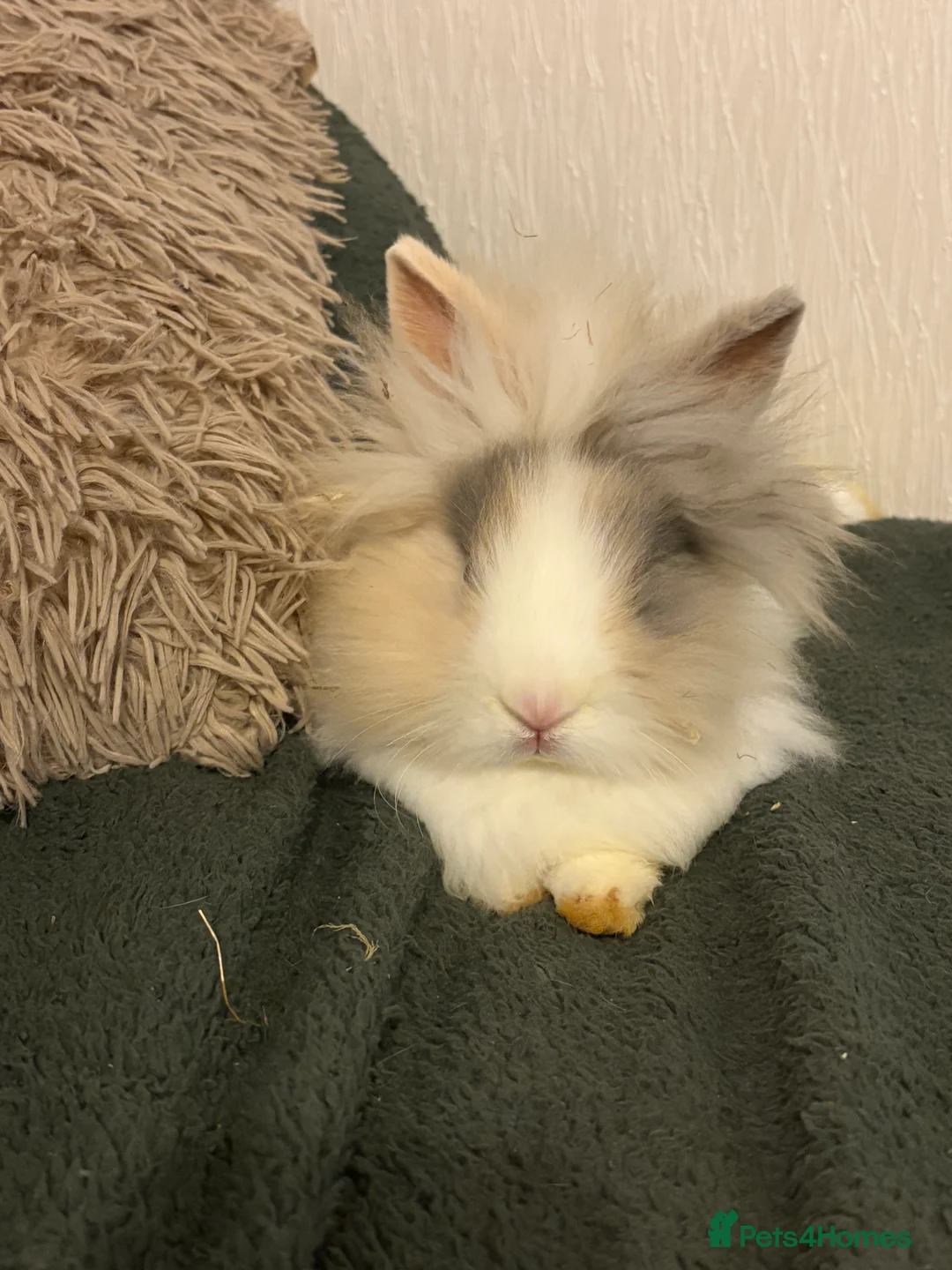 Lionhead rabbits for sale: Beautiful lion head - Advert 2