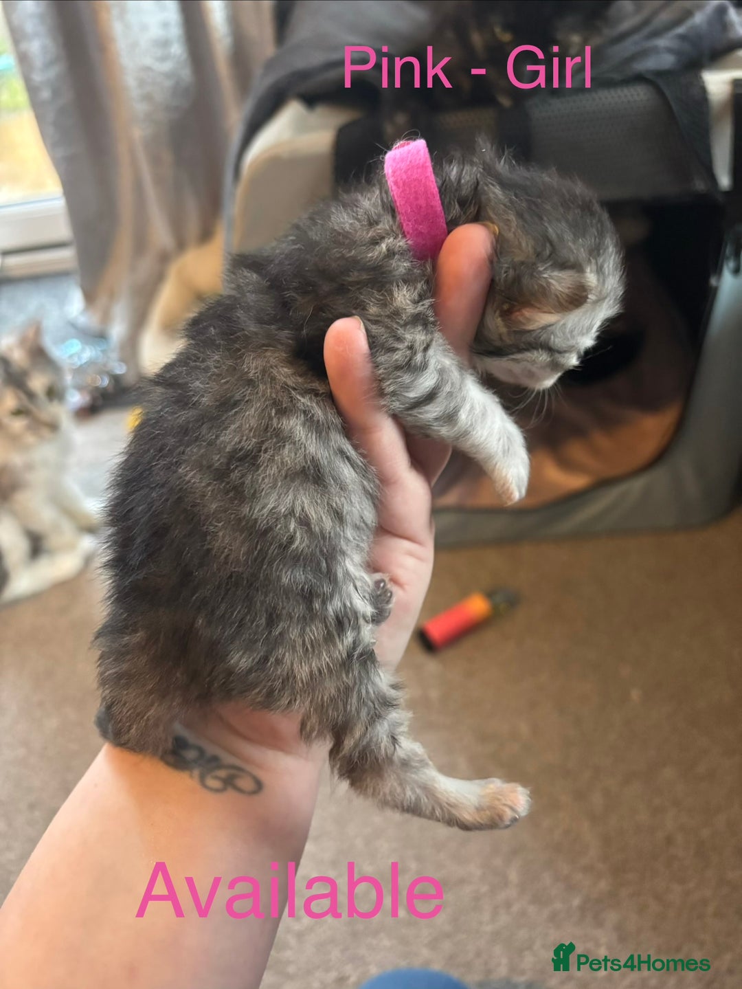 Persian cats for sale: Persian X Mainecoon kittens - Advert 8