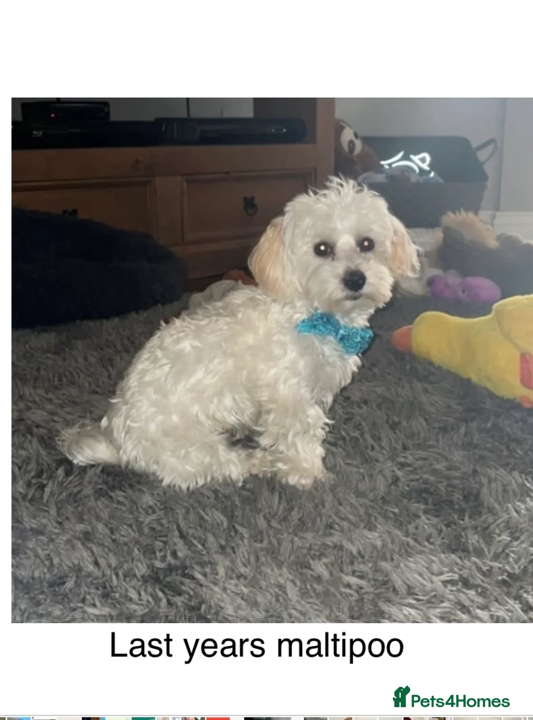 Toy Poodle dogs for stud: Stunning Maltese at STUD in Coventry - Advert 21