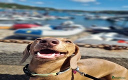 Miniature Dachshund dogs for sale: Beautiful miniature dachshunds for sale  - Image 10