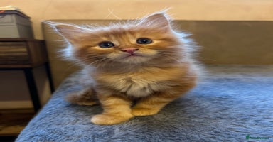 Maine Coon cats Maine coon babies - Advert 10